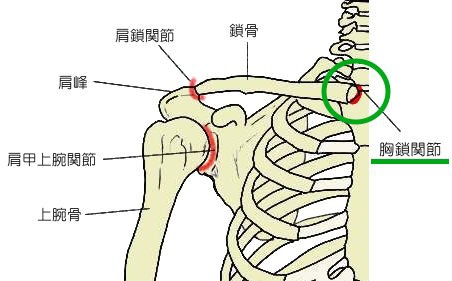 本当の 腕の付け根 はどこなのか リハビリの専門家として痛みの改善に挑む理学療法士 浦波唯史のブログ