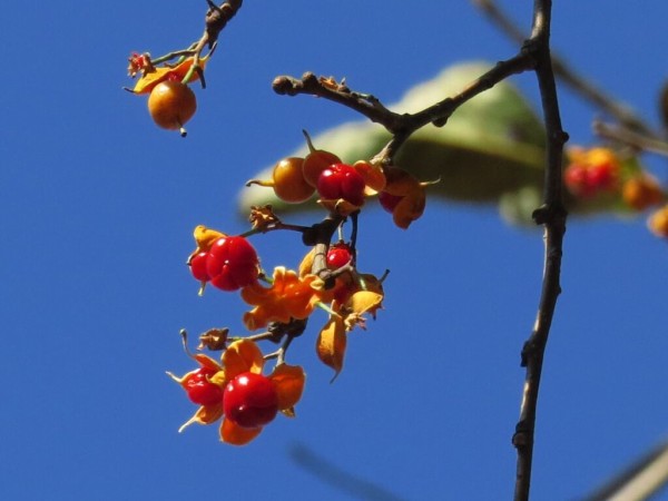 モチノキ科モチノキ属ウメモドキ,学名：Ilex serrata