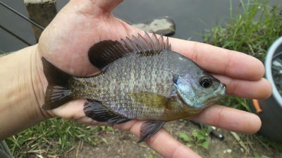 ２０１２年４月３０日の釣果 水の森公園 丸田沢堤 宮城発 釣り同好会ブログ