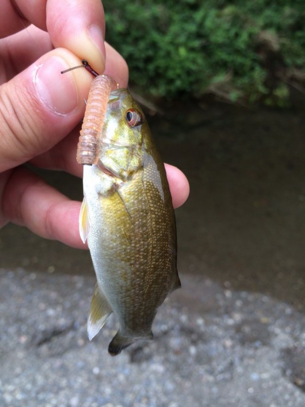 スモールマウスバスづくし 多摩川を含む Turisuke123のblog
