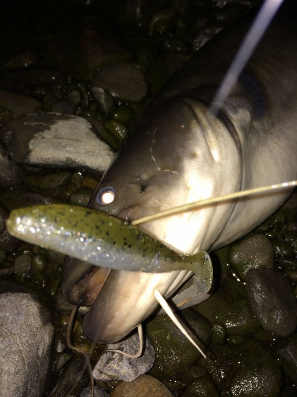 多摩川 冬ナマズ Turisuke123のblog