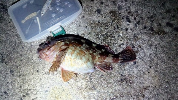 21年2月11日 カサゴ釣りになったメバル釣り つり釣りfishing