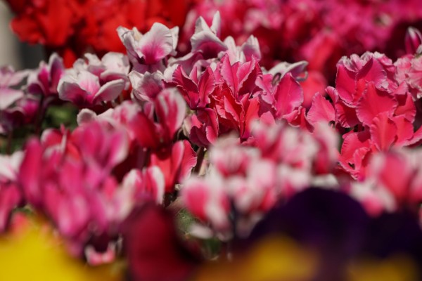 花屋の花 湘南フォトカメのブログ