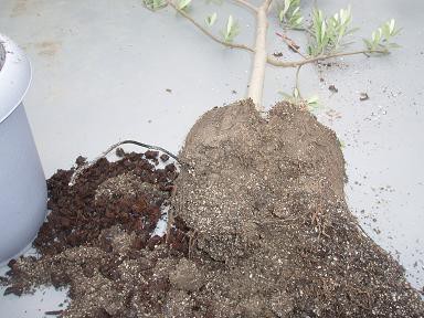 オリーブを買ったら オリーブの土 で植え替えを 培養土の選び方とガーデニング 培養土の通販ガイド