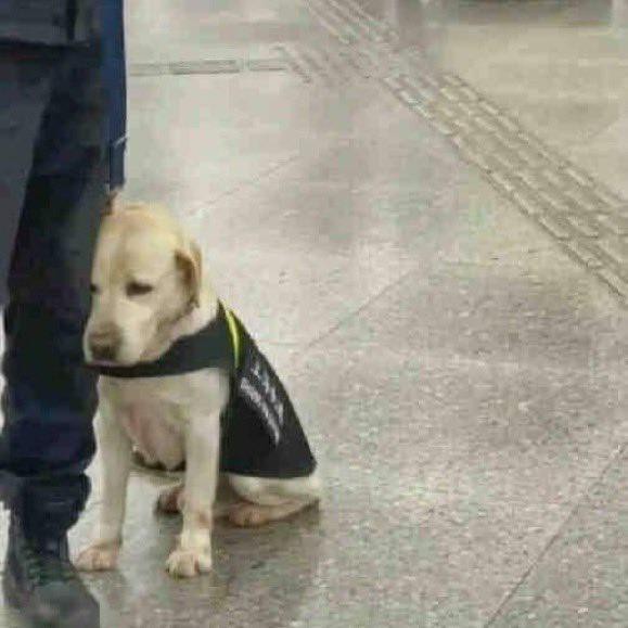 画像 警察犬 かわいい姿を晒してしまうwwww 情報てんこもりチャンネル