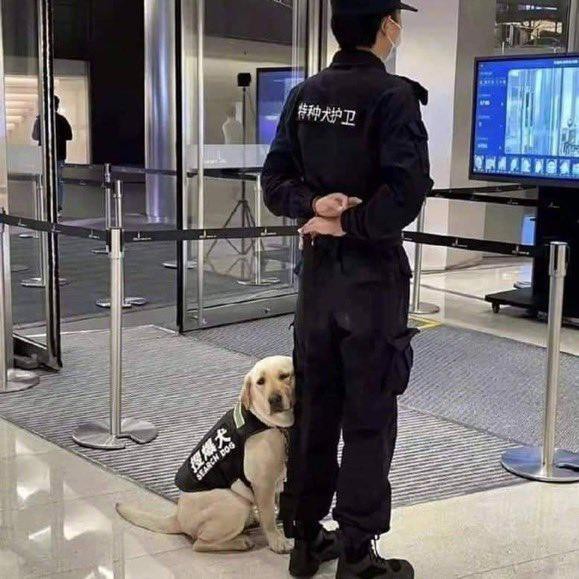 画像 警察犬 かわいい姿を晒してしまうwwww 情報てんこもりチャンネル