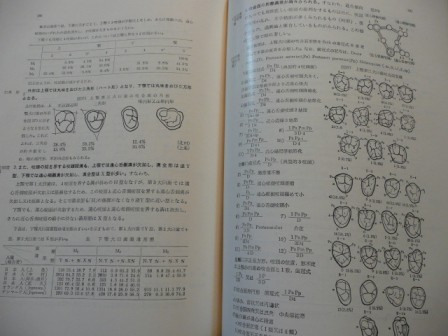 日本人永久歯解剖学 上條雍彦 : moriura dental clinic 予防歯科ブログ