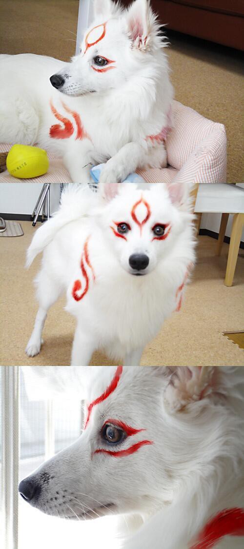 画像 犬にメイクをした結果ｗｗｗ かっけええええええええええ ツイ画