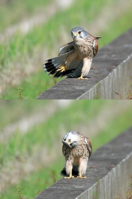 ハヤブサのかわいい仕草 ツイ画