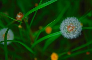 同席対面五百生 どうせきたいめんごひゃくしょう おいしそうな生活