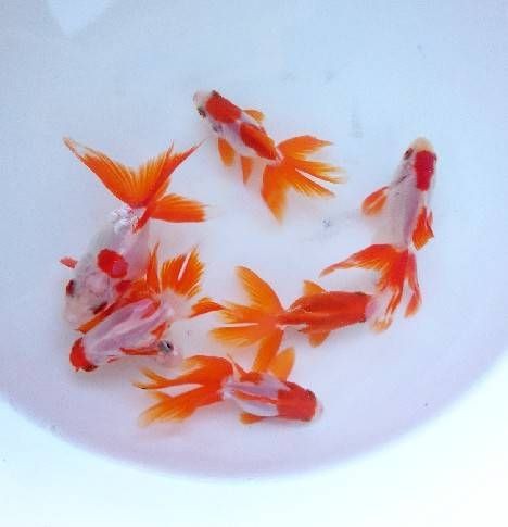 金魚販売内容です T Y アクアいろブログ