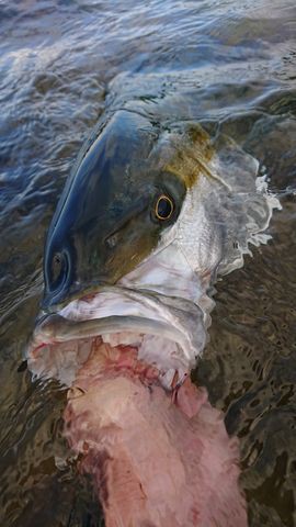 夢の平戸遠征で釣りに来られる方へ 平戸オカッパリ釣行のルアータックル準備の目安 ルアーフィッシングジャーナル