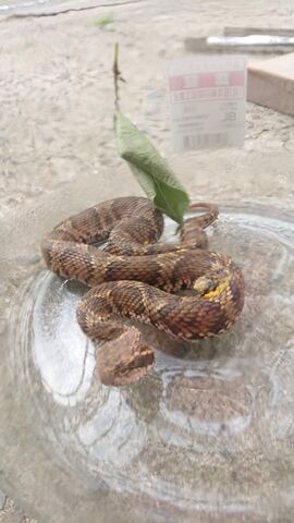 ヘビに噛まれた時と海の毒魚のヒレに刺された時の応急処置用にポイズンリムーバーを買ってみた ルアーフィッシングジャーナル