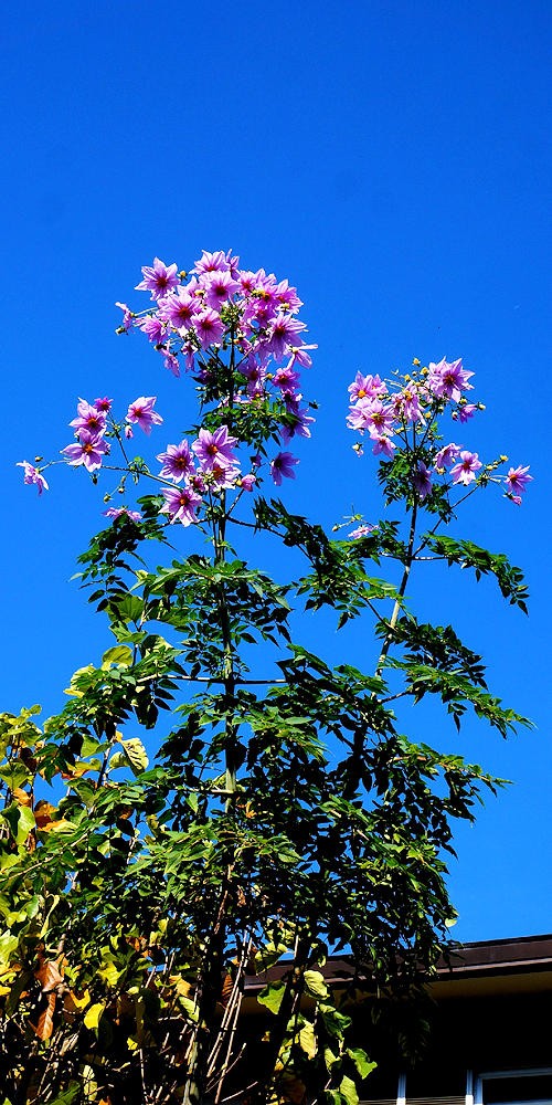 皇帝ダリアの挿木 尺八と草花のつれづれ日記