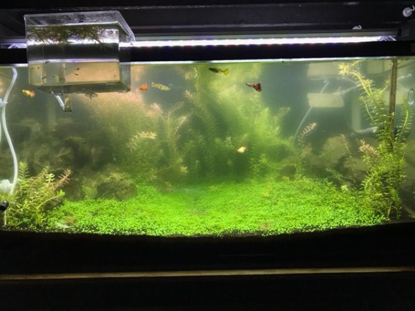 水草水槽 11week On The Road Again