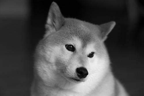 画像 わいのイッヌ 動物病院を恐がる 2chまとめ フェニックス速報 2ch 5ch Twitterまとめブログ