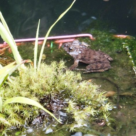 庭のカエルの池 ツチガエルが御帰還だ 翁日記 ヤマメ シュリンプ