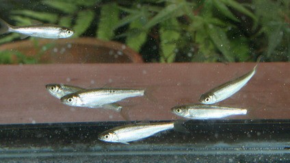 川魚の飼育 22 10 オイカワの稚魚7匹捕獲 飼育水槽へ投入 翁日記 ヤマメ シュリンプ 川魚の飼育 22 10 オイカワの稚魚7匹捕獲 飼育水槽へ投入 翁日記 ヤマメ シュリンプ