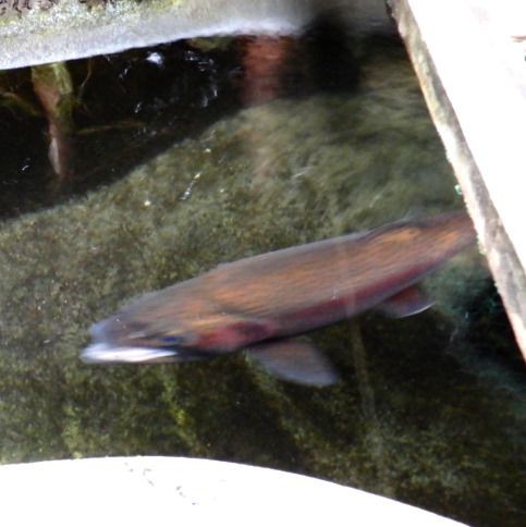 ニジマスの飼育 ２０５ 餌やり時のニジマス 翁日記 ヤマメ シュリンプ
