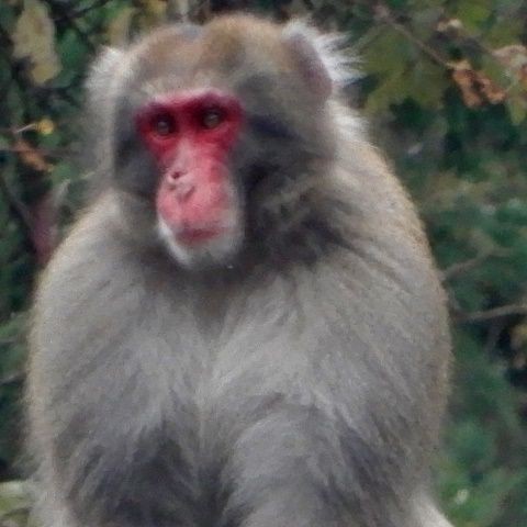 野生の猿が国道に 威風堂々のボス猿 翁日記 ヤマメ シュリンプ