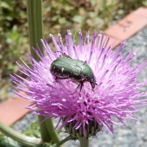 庭の昆虫 カナブン現る カナブン益虫 似たコガネムシ害虫 翁日記 ヤマメ シュリンプ