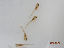 東海林さんの飼育 稚魚の餌 カジカの成長 翁日記 ヤマメ シュリンプ