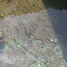 川魚の飼育 ０１１ １１ オイカワの稚魚 越冬完了 翁日記 ヤマメ シュリンプ