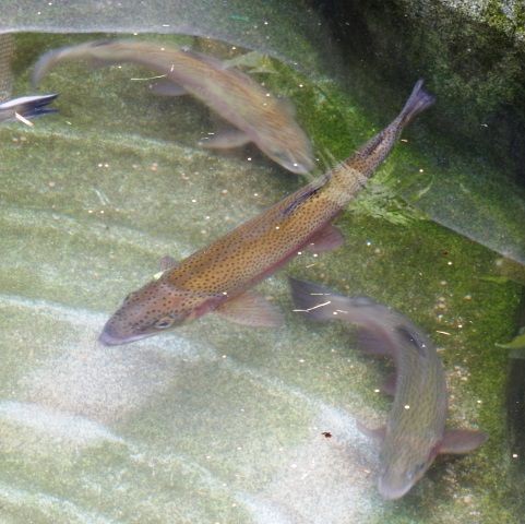 ニジマスの飼育 １６０ この暑さに元気に餌を食べている 翁日記 ヤマメ シュリンプ