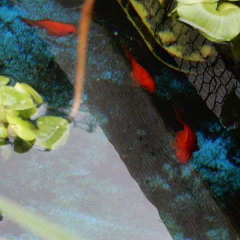 川魚の池 清水投入で綺麗になった池の金魚 翁日記 ヤマメ シュリンプ