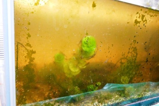 ミズムシとエビの食欲 水槽壁面の藻が食い尽くされる 翁日記 ヤマメ シュリンプ