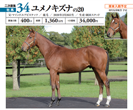 出資確定馬ご紹介 No 34 ユメノキズナの 牡２ ノルマンディーｏｃ 馬券購入 もう お腹いっぱいです 競走馬出資