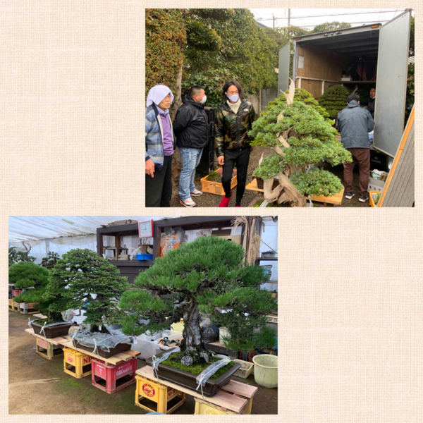 国風盆栽展！審査終了！国風賞も同日決定！ : 雨竹 盆栽 水石 便り