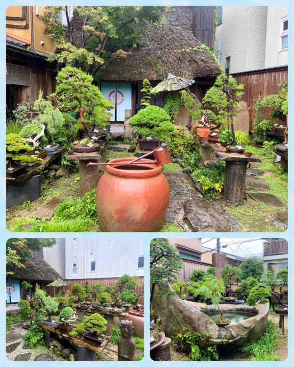 八十路を間近に貫く大阪文人気質の盆栽❗️ : 雨竹 盆栽 水石 便り