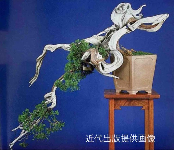 糸魚川真柏 創作盆栽 タヌキ 松 真柏 - メルカリ