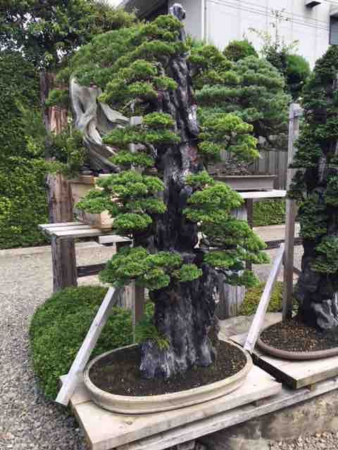 大正〜昭和初期　盆石道具　盆景　盆栽　砂箪笥　レトロ 大正〜昭和初期 盆石道具 盆景 盆栽 砂箪笥 レトロ Yahoo!オークション