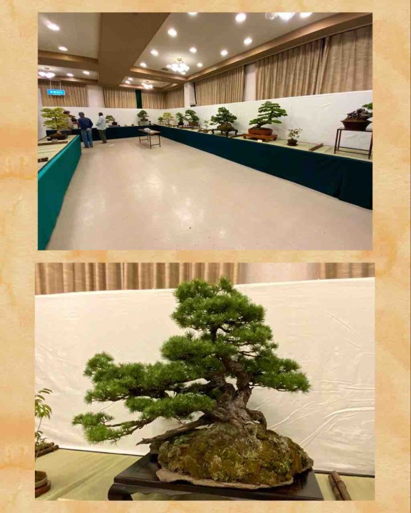 内閣総理大臣賞の真柏❗️ : 雨竹 盆栽 水石 便り
