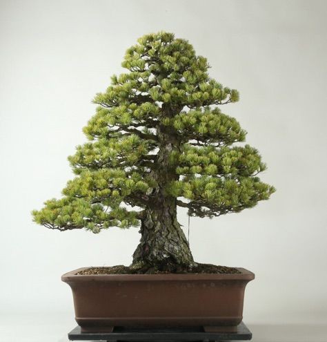 ワシントン植物園へ 奇跡の盆栽輸送 雨竹 盆栽 水石 便り