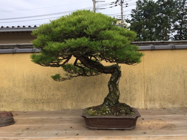 赤松 山採り 文人名樹の誕生！ : 雨竹 盆栽 水石 便り