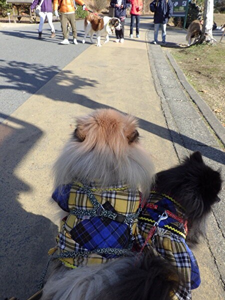 リトルワールドでクリスマスを いちぱち家 ハイエース旅