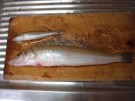 釣ったら食べます27cmのキス 播磨と摂津の境目から