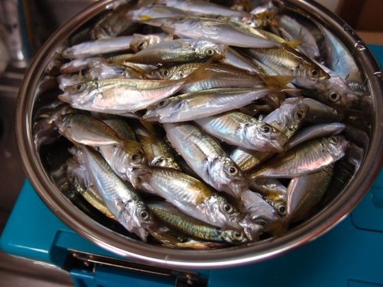 釣った豆アジを食す 播磨と摂津の境目から