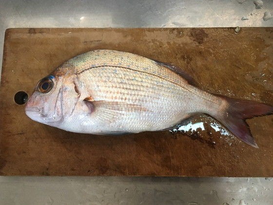 釣ったら食べます 鯛めしとコピ ルアク 播磨と摂津の境目から