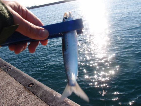 うたまろ 石鹸 魚