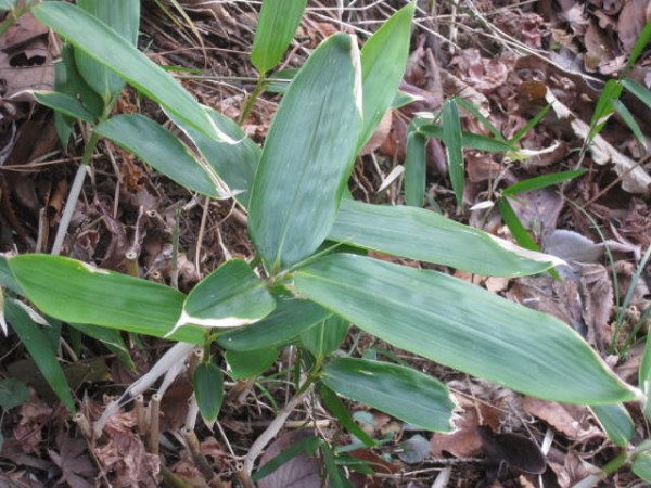 鉄町の隈笹 くまざさ 雀 すずめ 鉄町の管理人のブログ 鉄町の隈笹 くまざさ 雀 すずめ 鉄町の管理人のブログ
