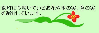 鉄町の葛 くず と唐辛子 鉄町の管理人のブログ