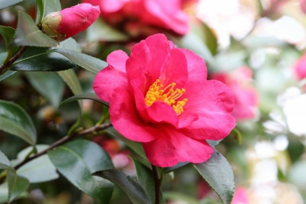 冬の花にオススメ サザンカ 山茶花 の特徴と育て方 小山市 佐野市 板倉町 野木町の植木屋 全国造園業空き家問題対策協会