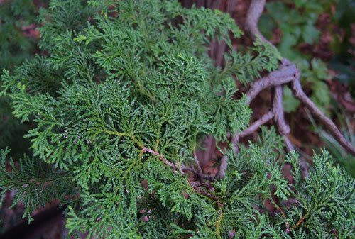 チャボヒバ（矮鶏檜葉）の性質や剪定 ～定番の植木～ 小山市、佐野市、板倉町、野木町の植木屋 : 全国造園業空き家問題対策協会