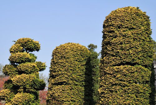 チャボヒバ 矮鶏檜葉 の性質や剪定 定番の植木 小山市 佐野市 板倉町 野木町の植木屋 全国造園業空き家問題対策協会