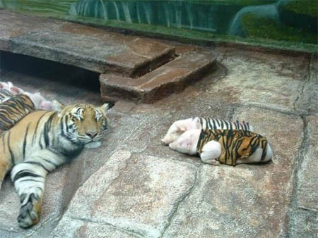 トラと子ブタちゃんは仲良し親子 みかん食べたい