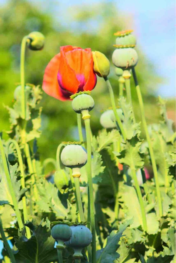 ケシの花が見れる 東京都薬用植物園 ヘンテコclub